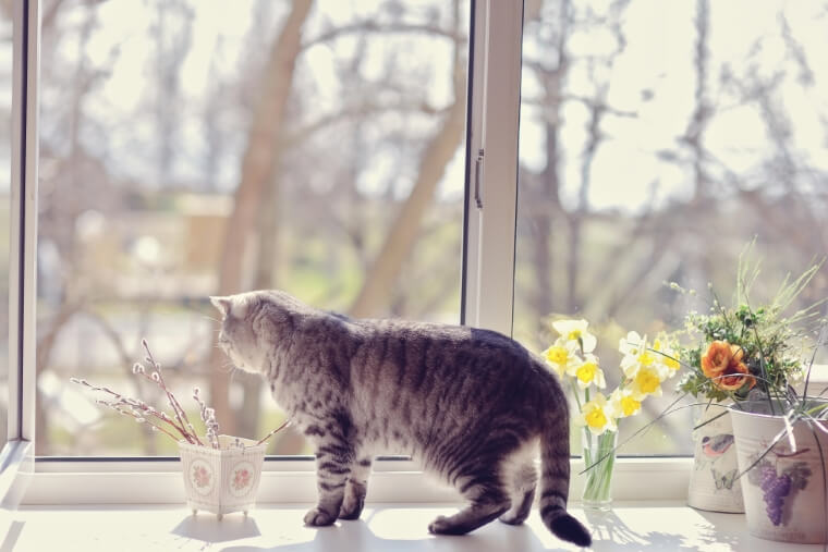 Kat voor het raam